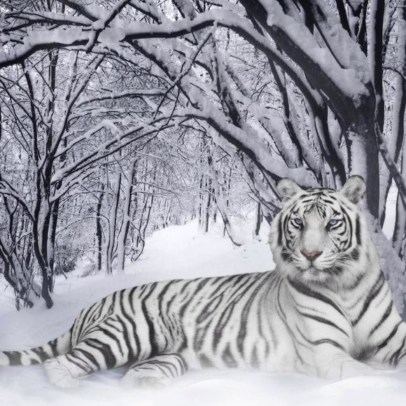 Meet your Posher, Eloiza - Picture 1 of 1